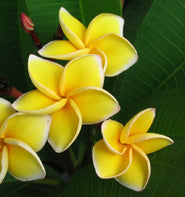Yellow Sirimongkon
