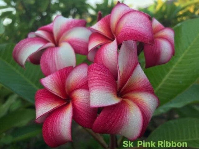 Sk Pink Ribbon