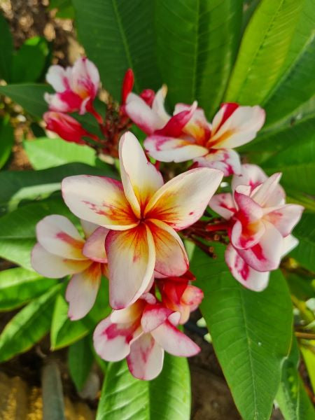 Phuta Raksa