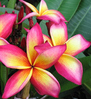 Jeannie Moragne