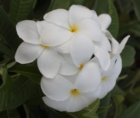 Khao Mongkon