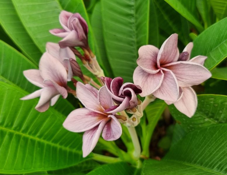 Purple Sage