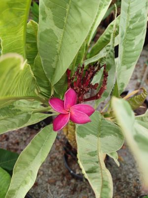 Daeng Siam Variegated