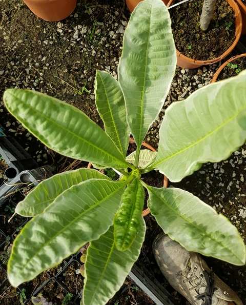 Duang Surii