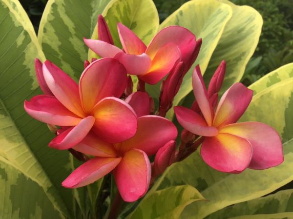 Golden Sunshine Variegated