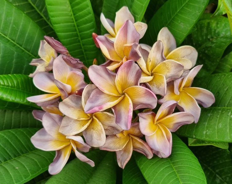 Nofretete