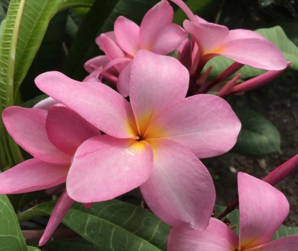 Pink San Germain