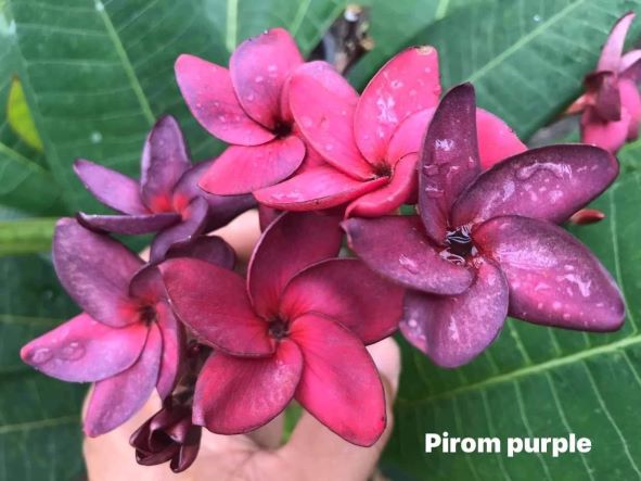 Pirom Purple