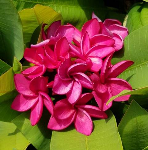 Pink Jack