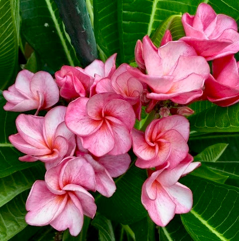 Rhapsody
