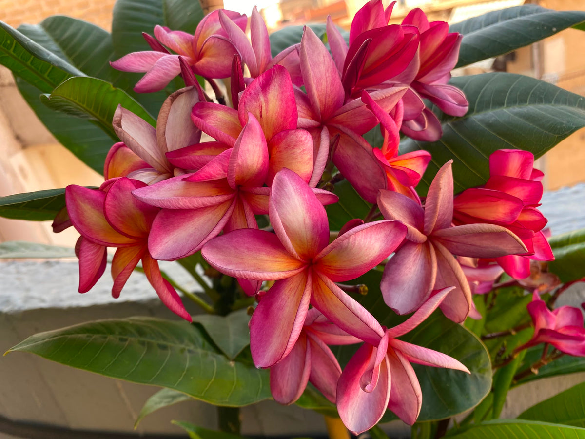 Million Flower