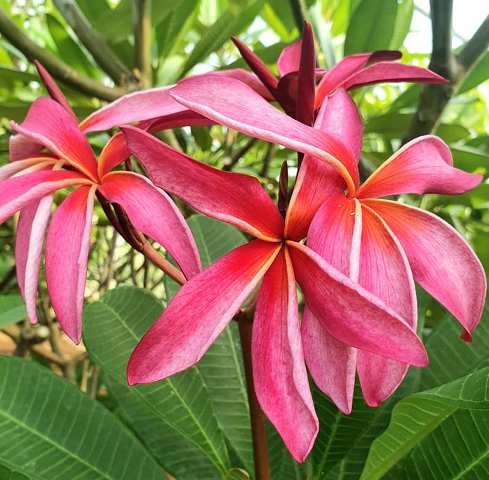 Hawaian Pink Spider