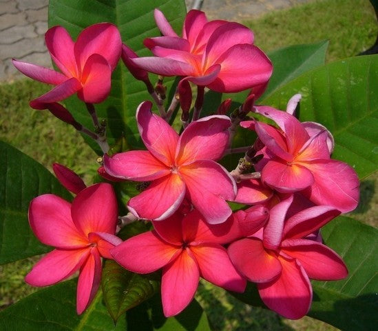 Wild Pink