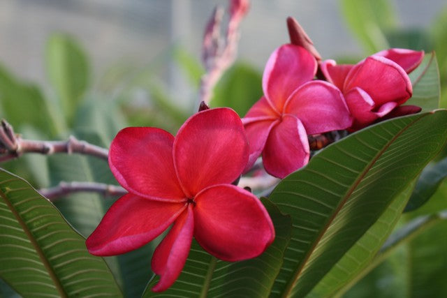 Chiang Rai Red (Siam Ruby)