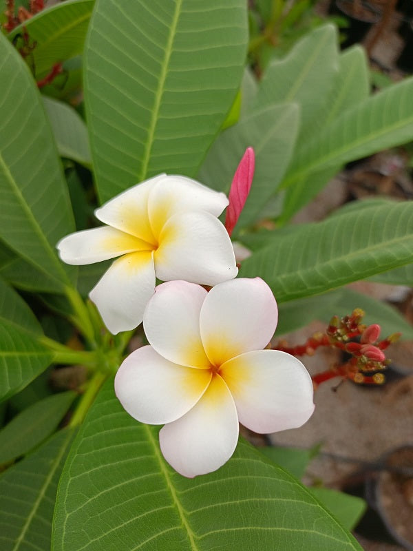 Maui