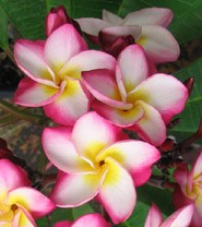 Kasem's Delight