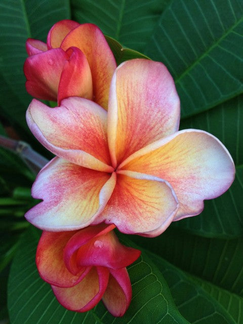 Orange Jack