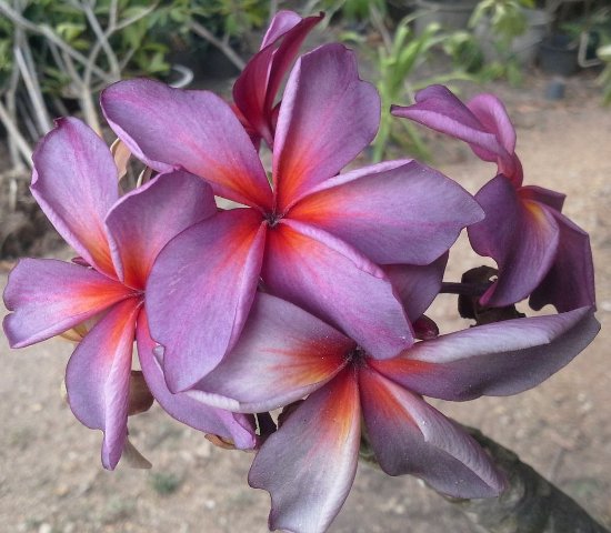 Violet Red