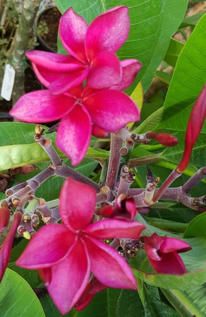 Thai Silk