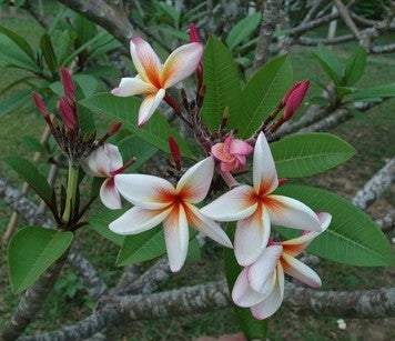 Bird of Paradise