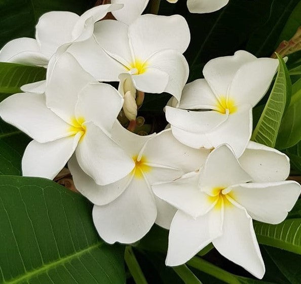 Ken's White