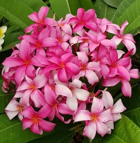 Wantanabee