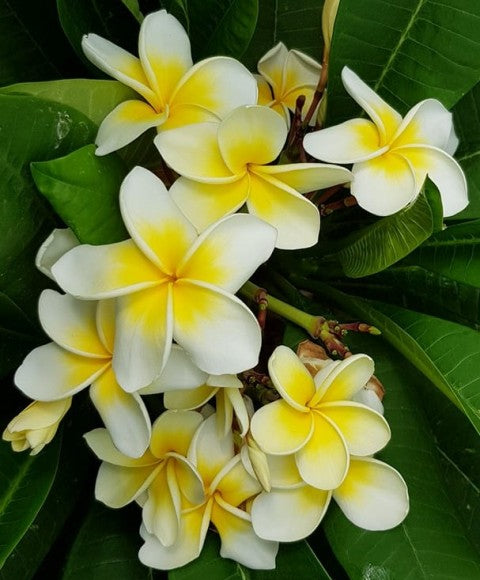 Lemon Ice