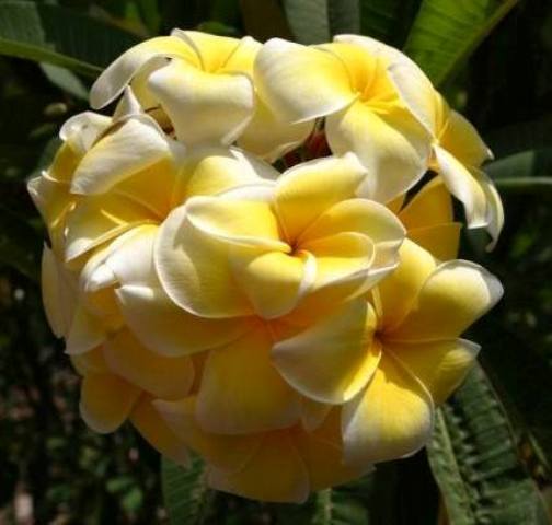 Lutea