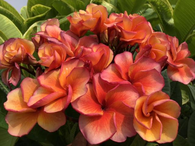 Orange Amity