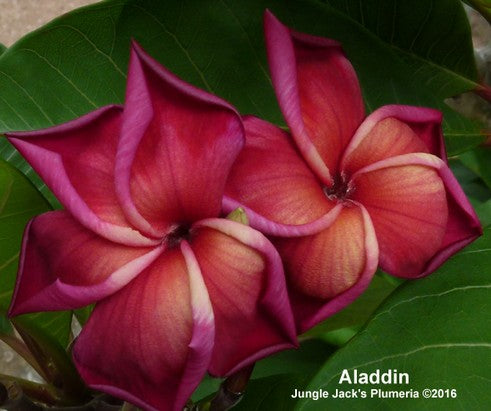 Aladdin