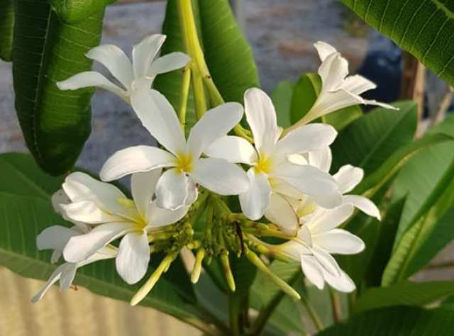 Tubercolata