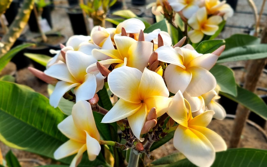 CP Aurora Bloom