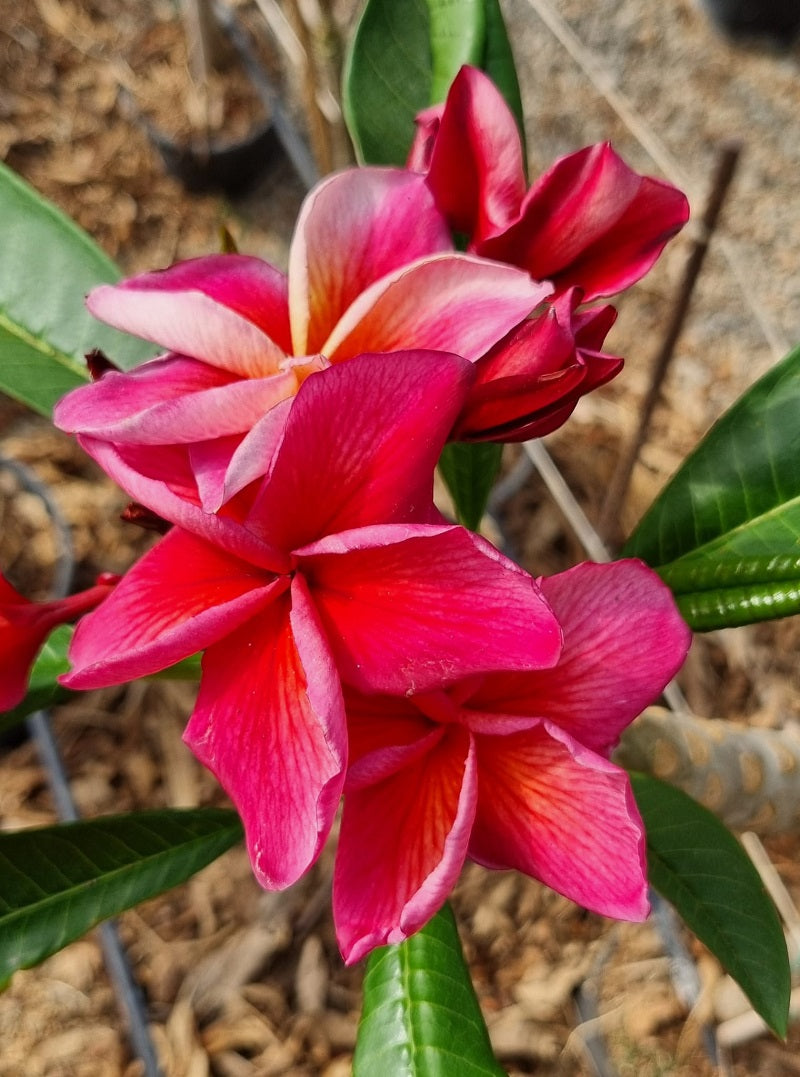 CP Trinacria