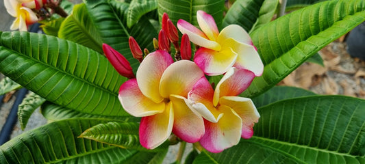 CP Hula Hula