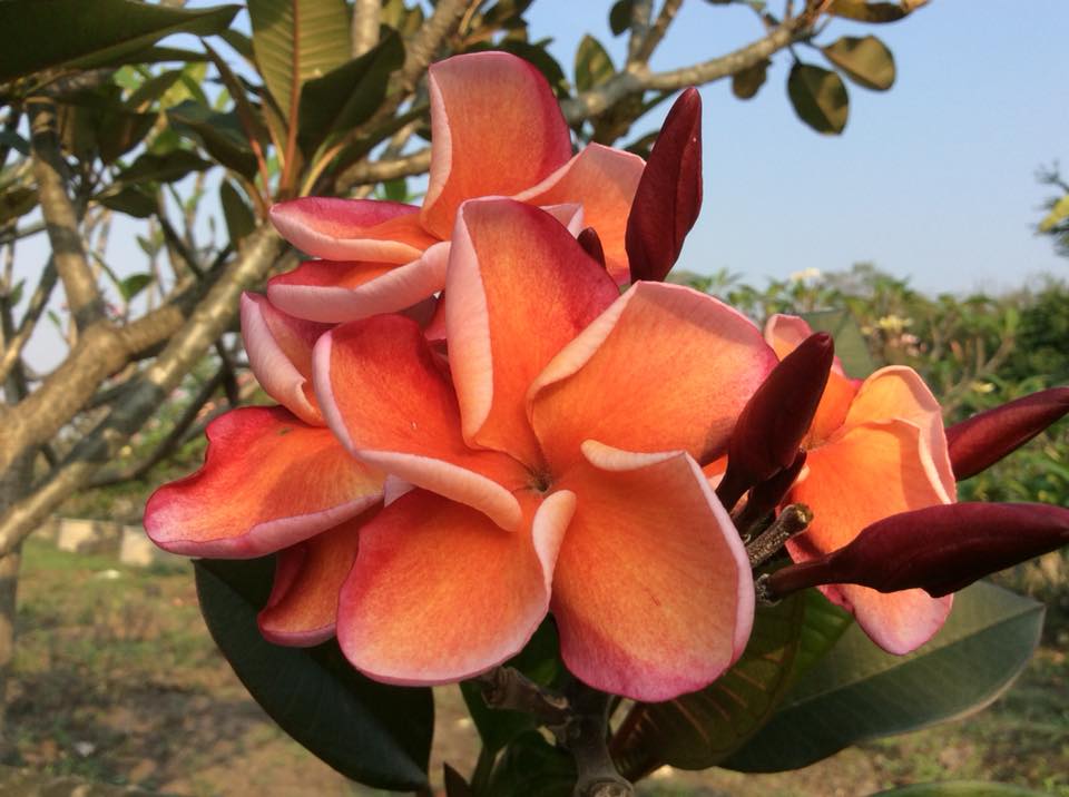 Songkran Day