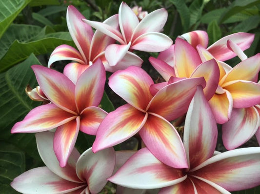 Summer Flame