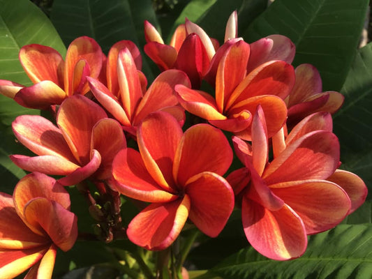 Royal Sunshine