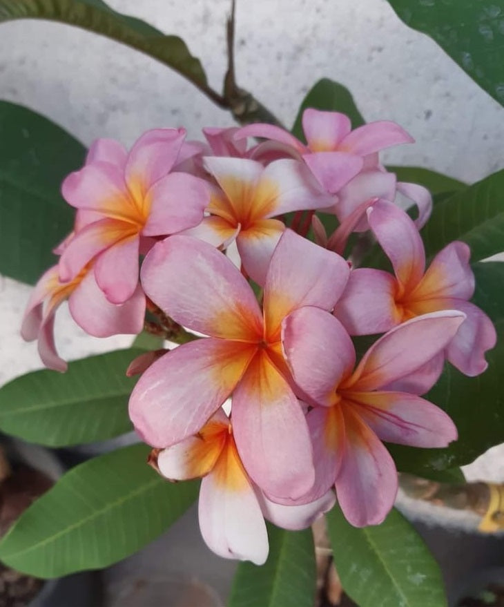 Plumeria Angustiloba