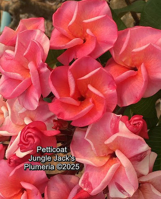 Petticoat