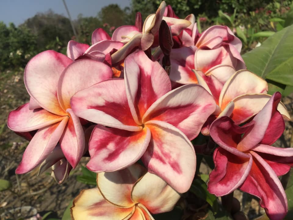 Phoenix Twist