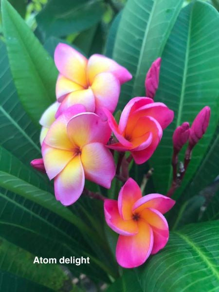Atom Delight
