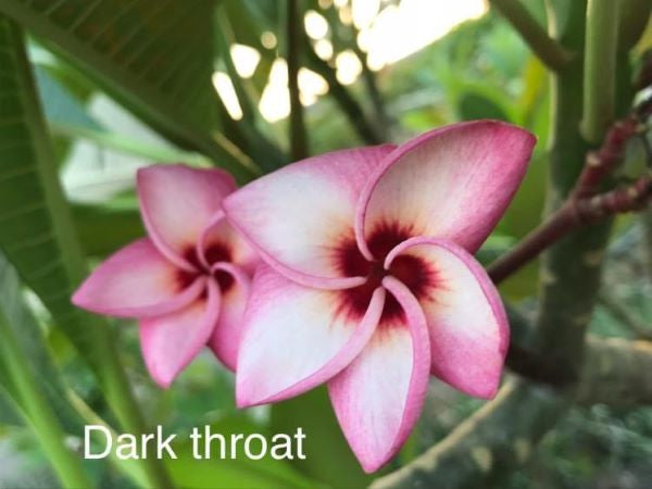 Dark Throat