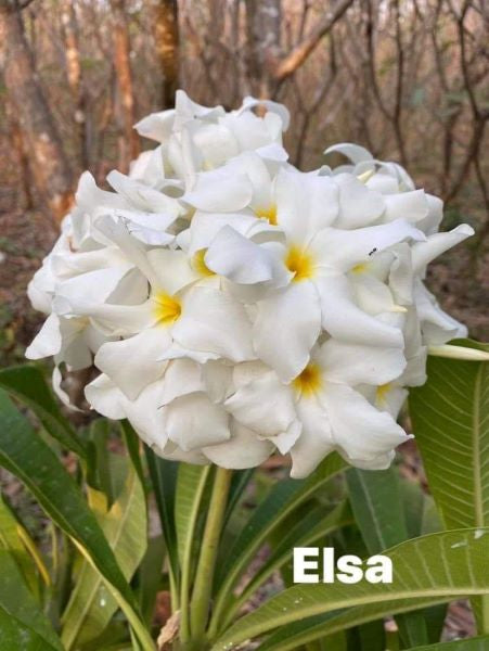 Elsa
