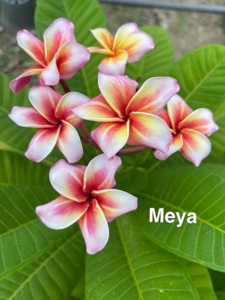 Meya