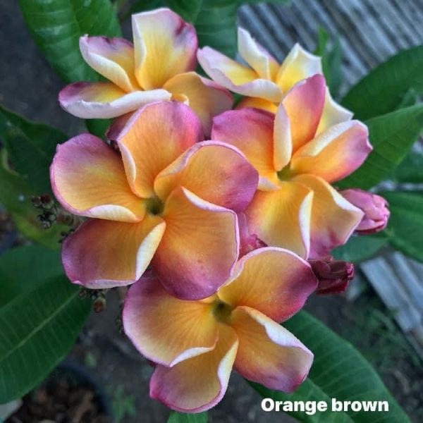 Orange Brown