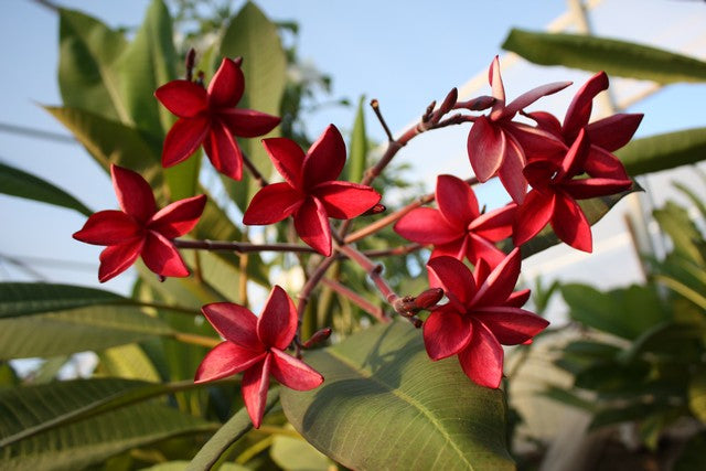 Key West Red
