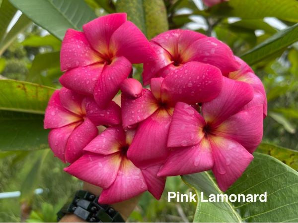 Pink Lamonard