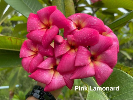 Pink Lamonard