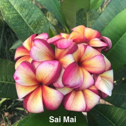 Sai Mai