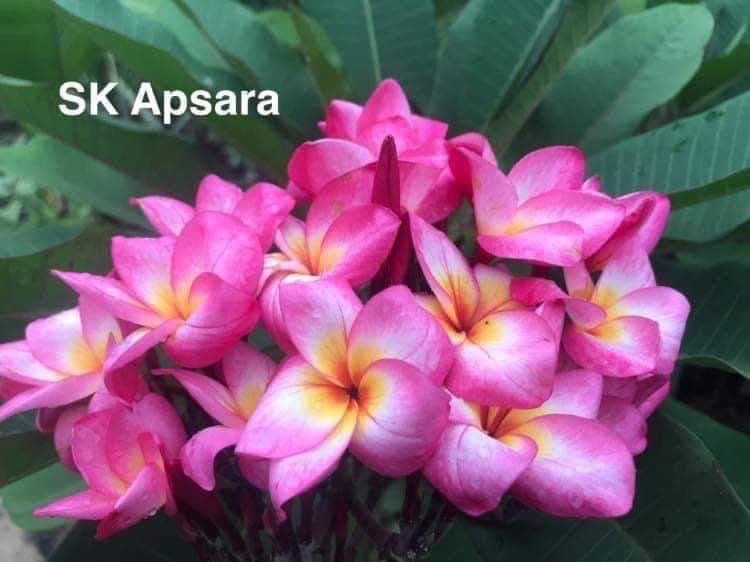 Sk Apsara